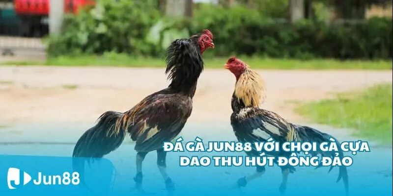 luật chơi đá gà trực tiếp Jun8808
