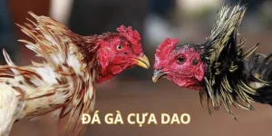 Giới thiệu về đá gà cựa dao