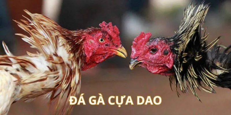 Giới thiệu về đá gà cựa dao