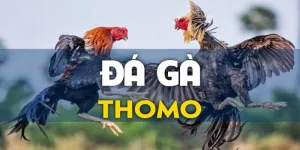 Tổng quan về đá gà thomo