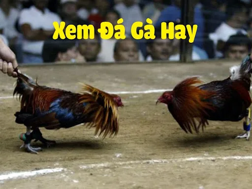 Các hoạt động đá gà