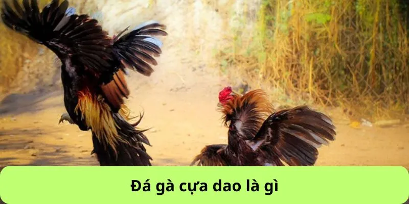 Tìm hiểu sâu về loại đá gà này