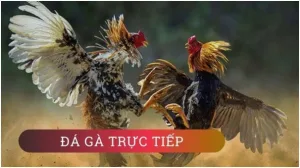 Giới thiệu về đá gà trực tiếp
